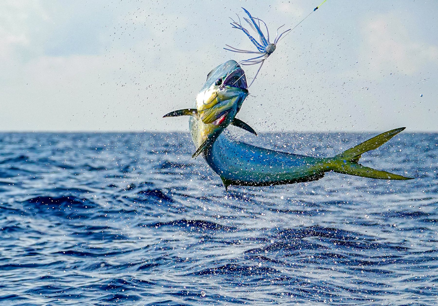dolphin fish mahi mahi jumping out of water