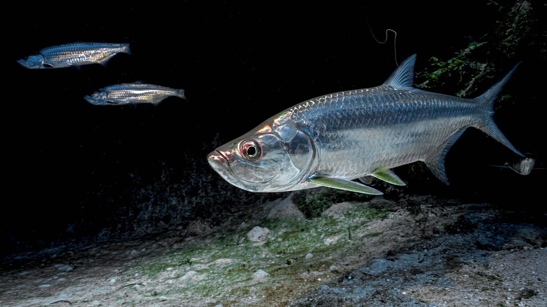 tarpon fish dark water