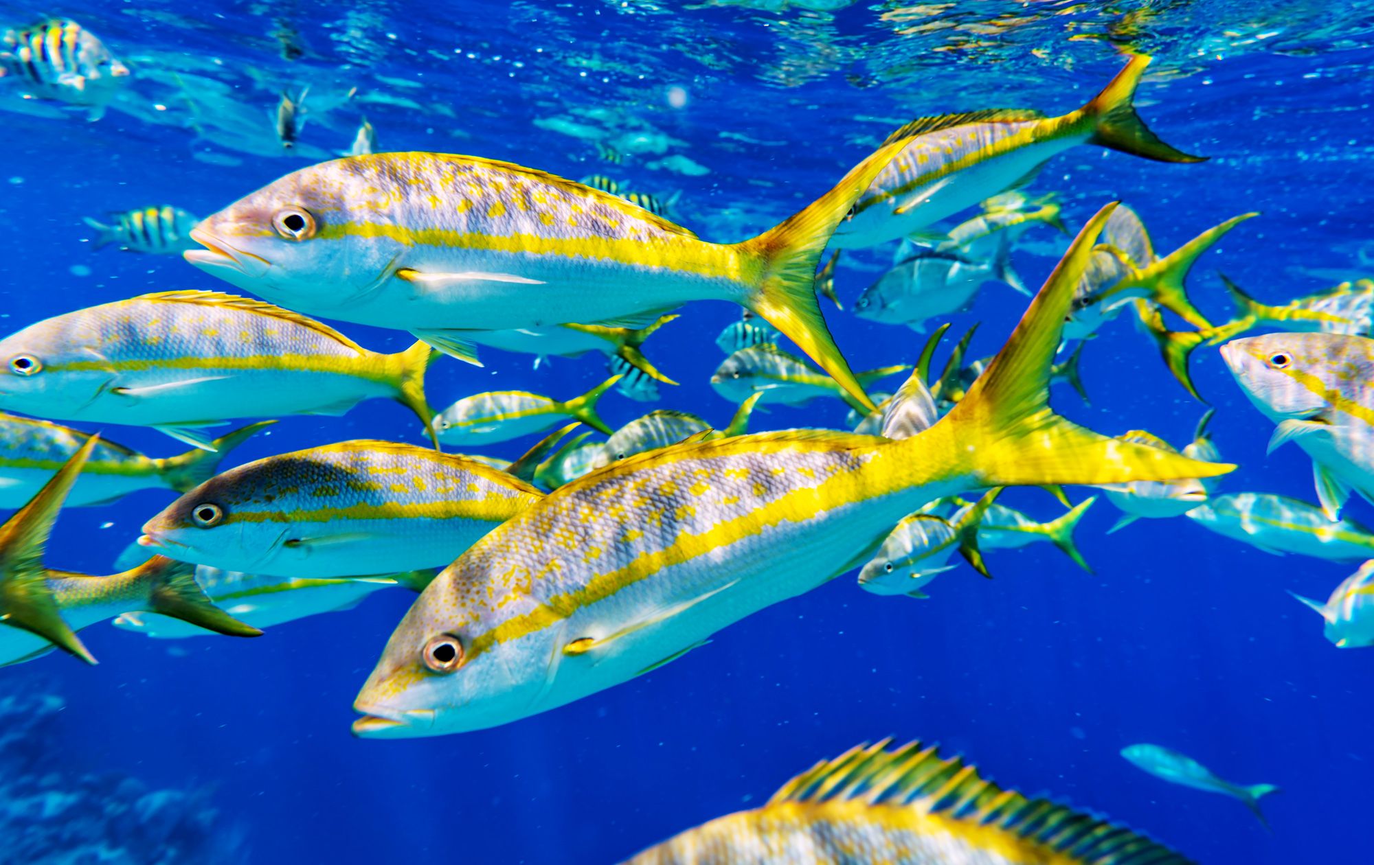 Yellowtails