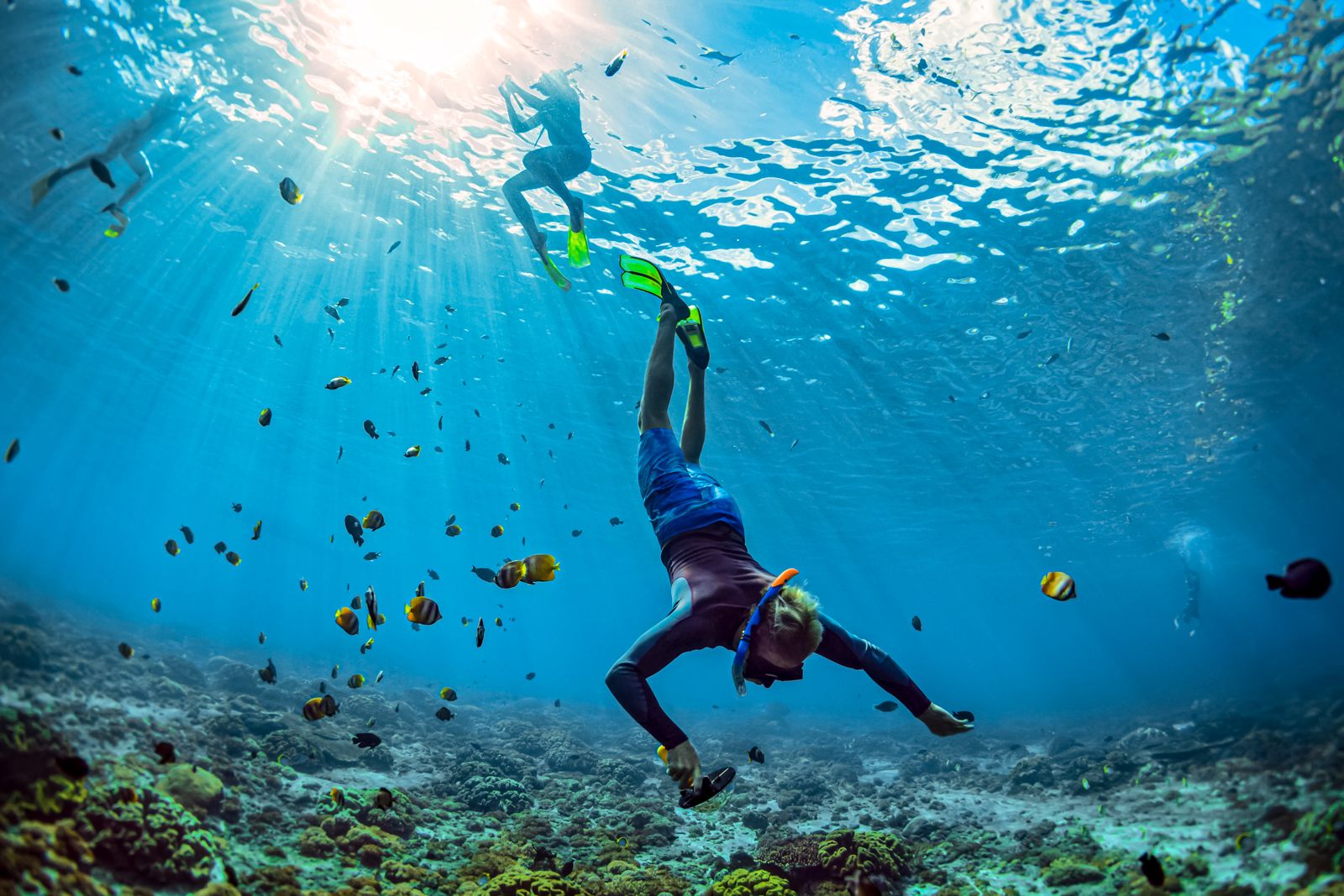 Grenada Snorkel Coral