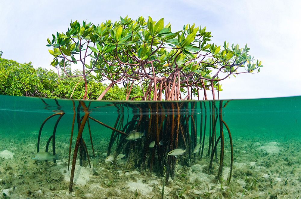 mangroves