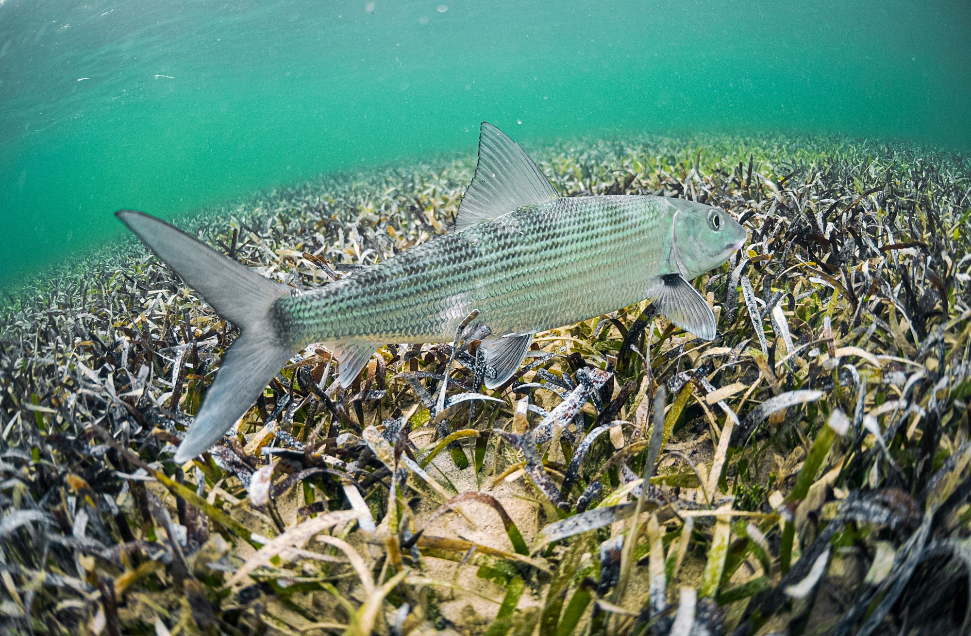 Caribbean Fishing Guide Inshore Bonefish