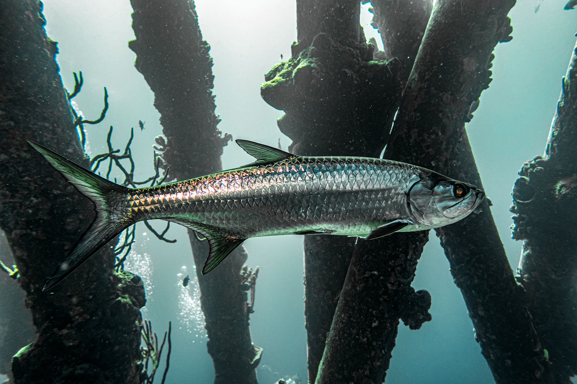 Caribbean Fishing Guide Tarpon