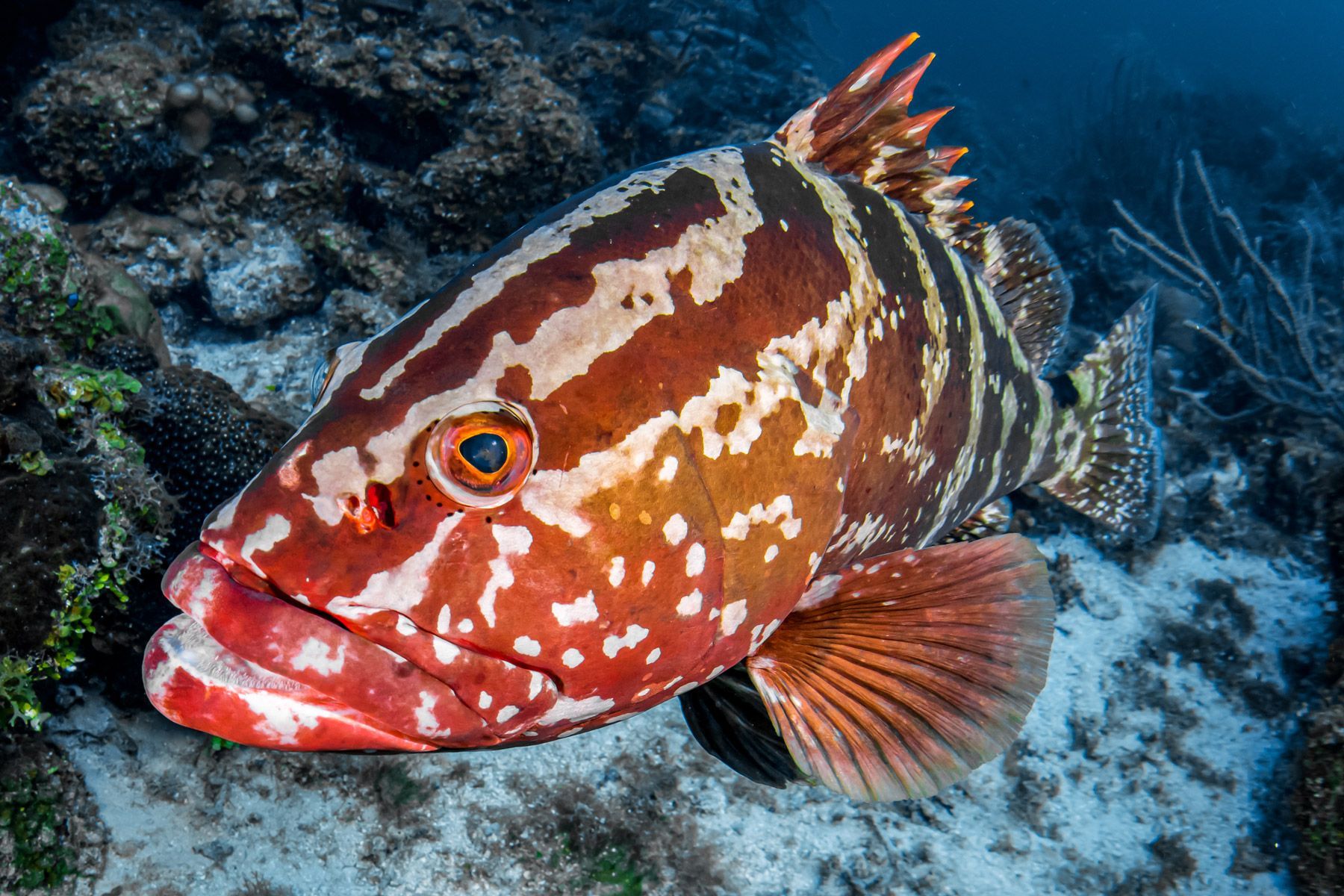 Fishing in Nassau, The Bahamas: The Definitive Guide