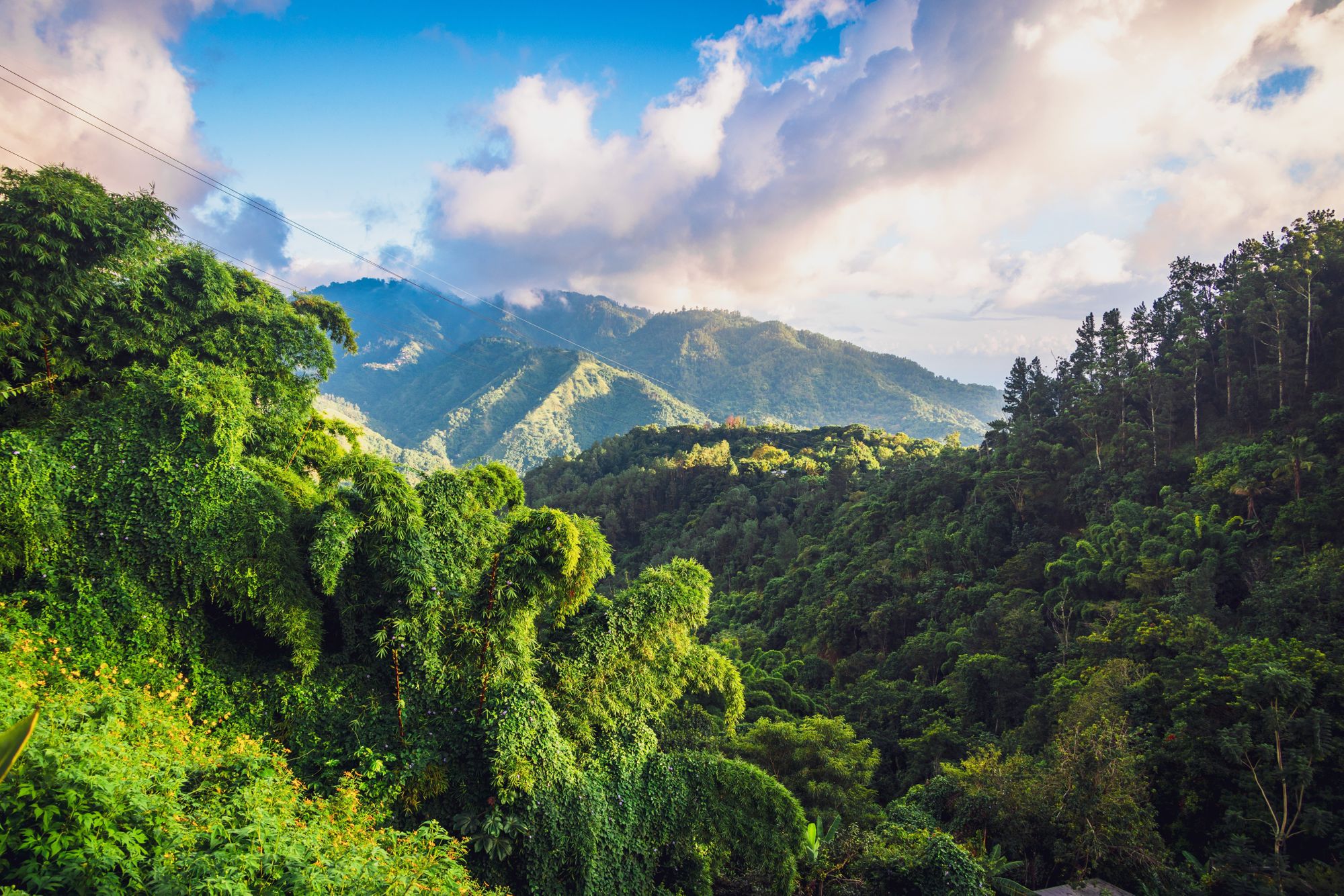 Why Jamaica’s Blue Mountain Coffee Is The World’s Most Sought-After Coffee