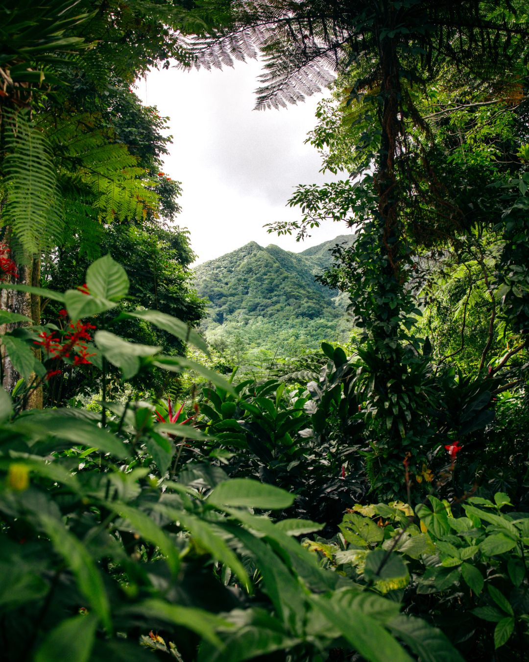 IslandGarden--1-