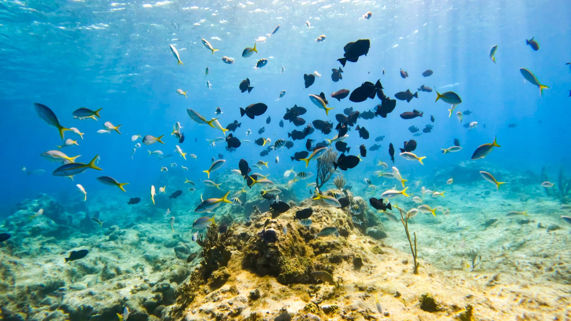 35-Best-Caribbean-Islands--reef-systems-in-the-world-