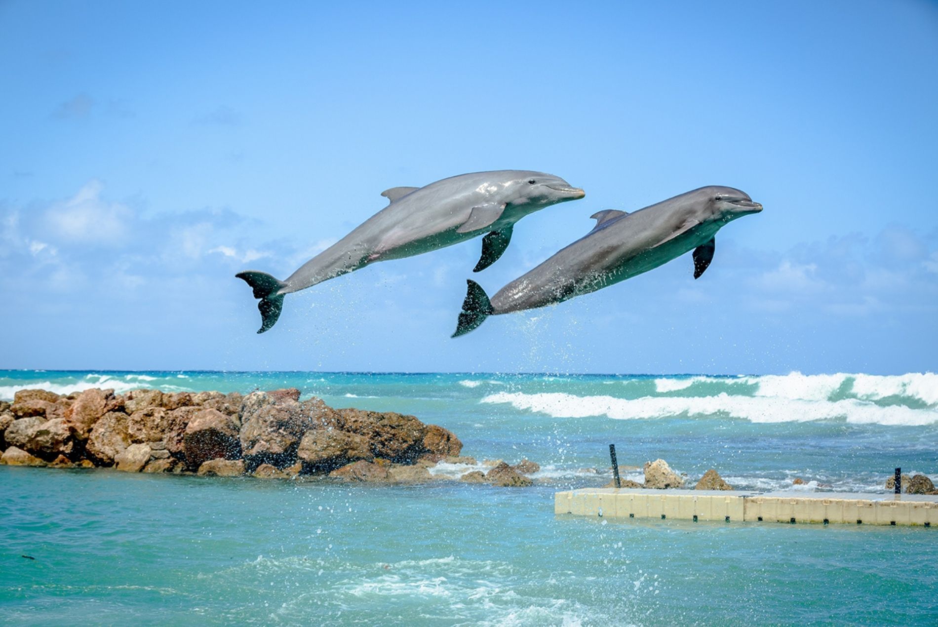 dolphin-cove-ir-jamaica-2015-526
