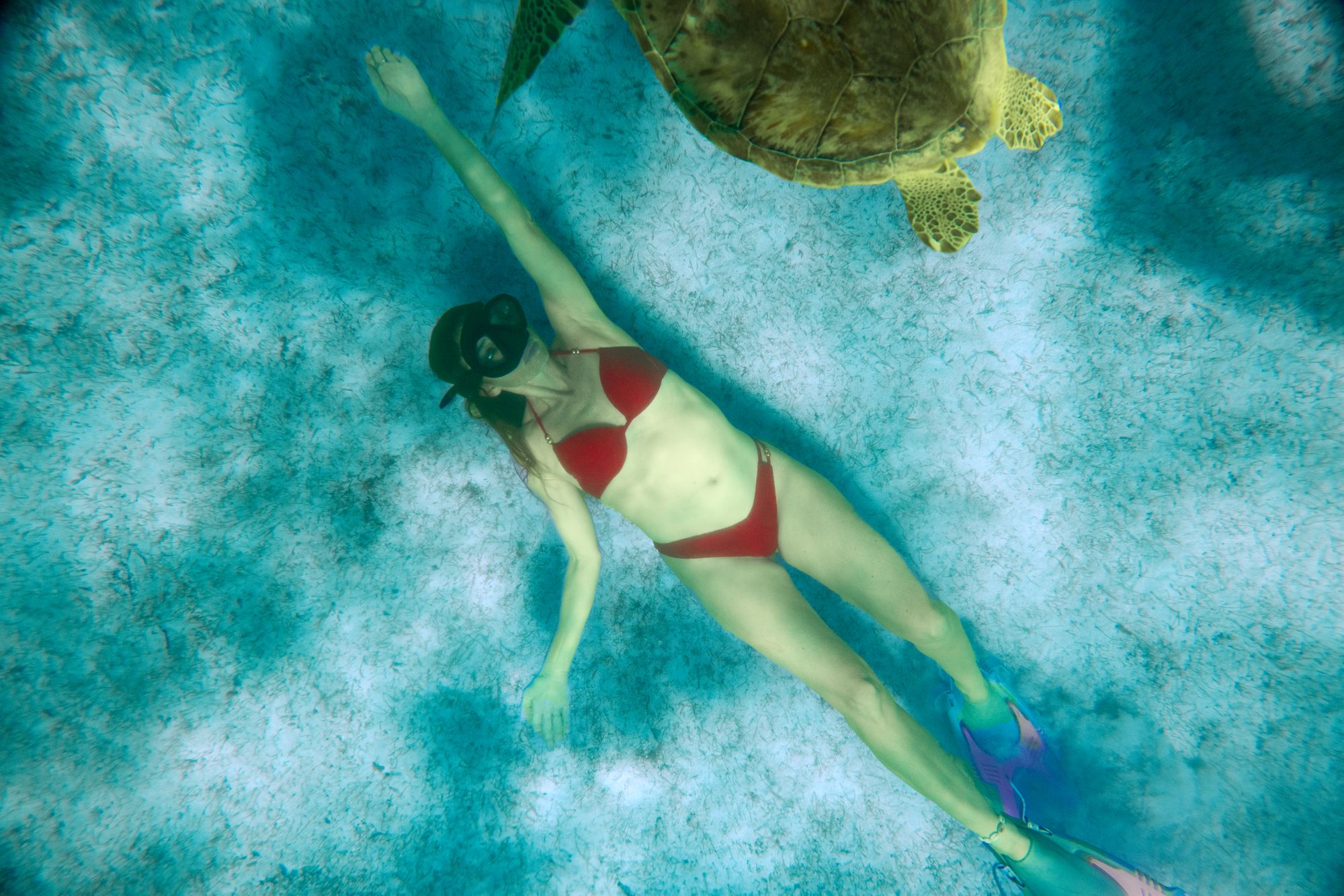 SSV-Destination-Tobago-Cays-Snorkeling-Female-Turtle-1