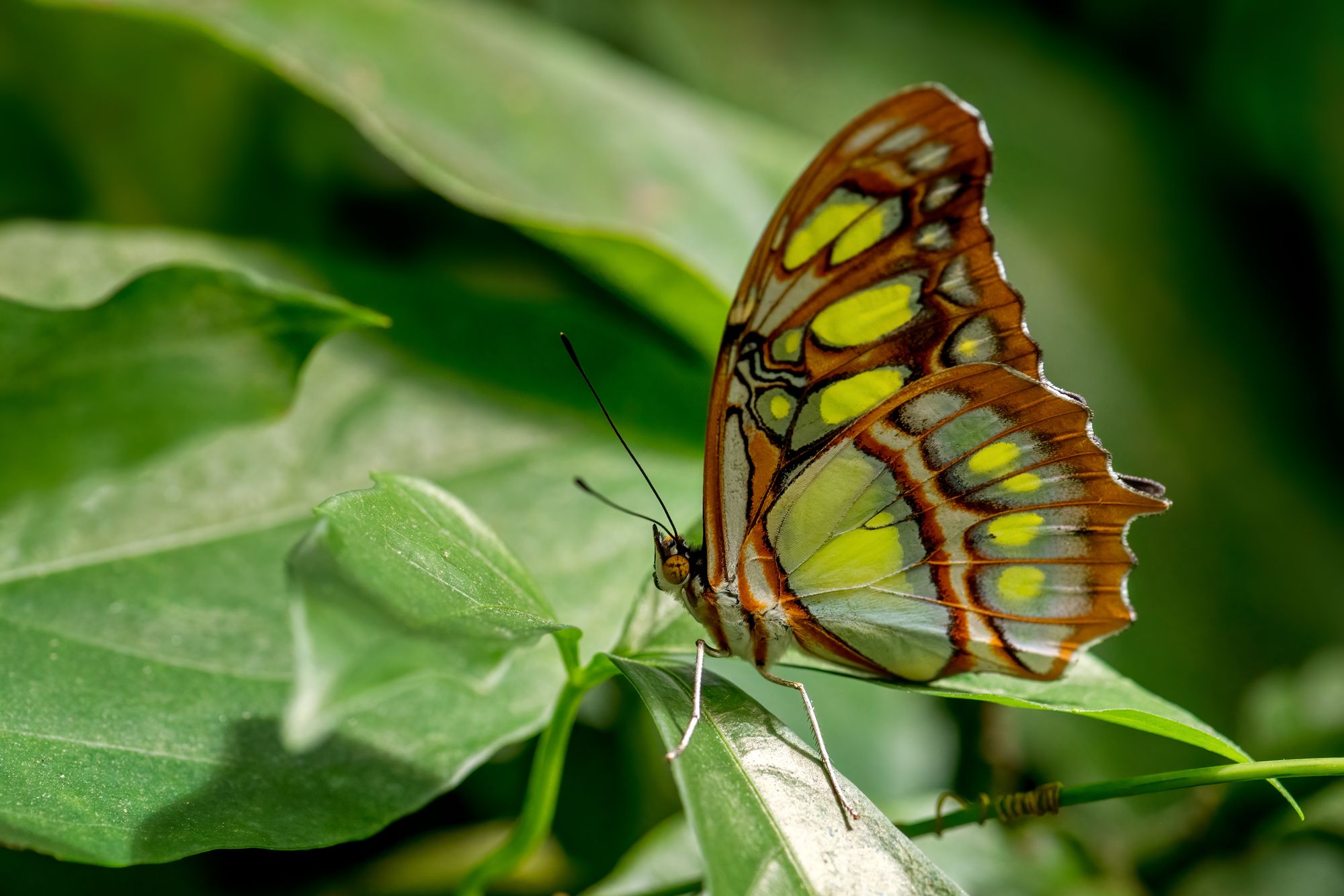 Butterfly garden Jamaica