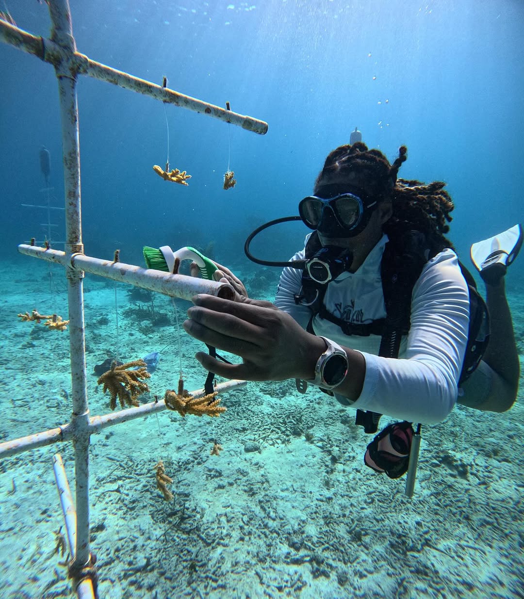 Coral-Restoration---Palmcast-Photo