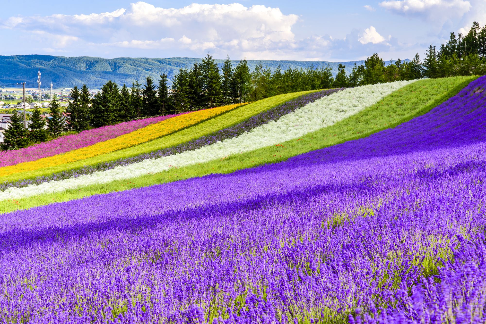 shutterstock_455115835