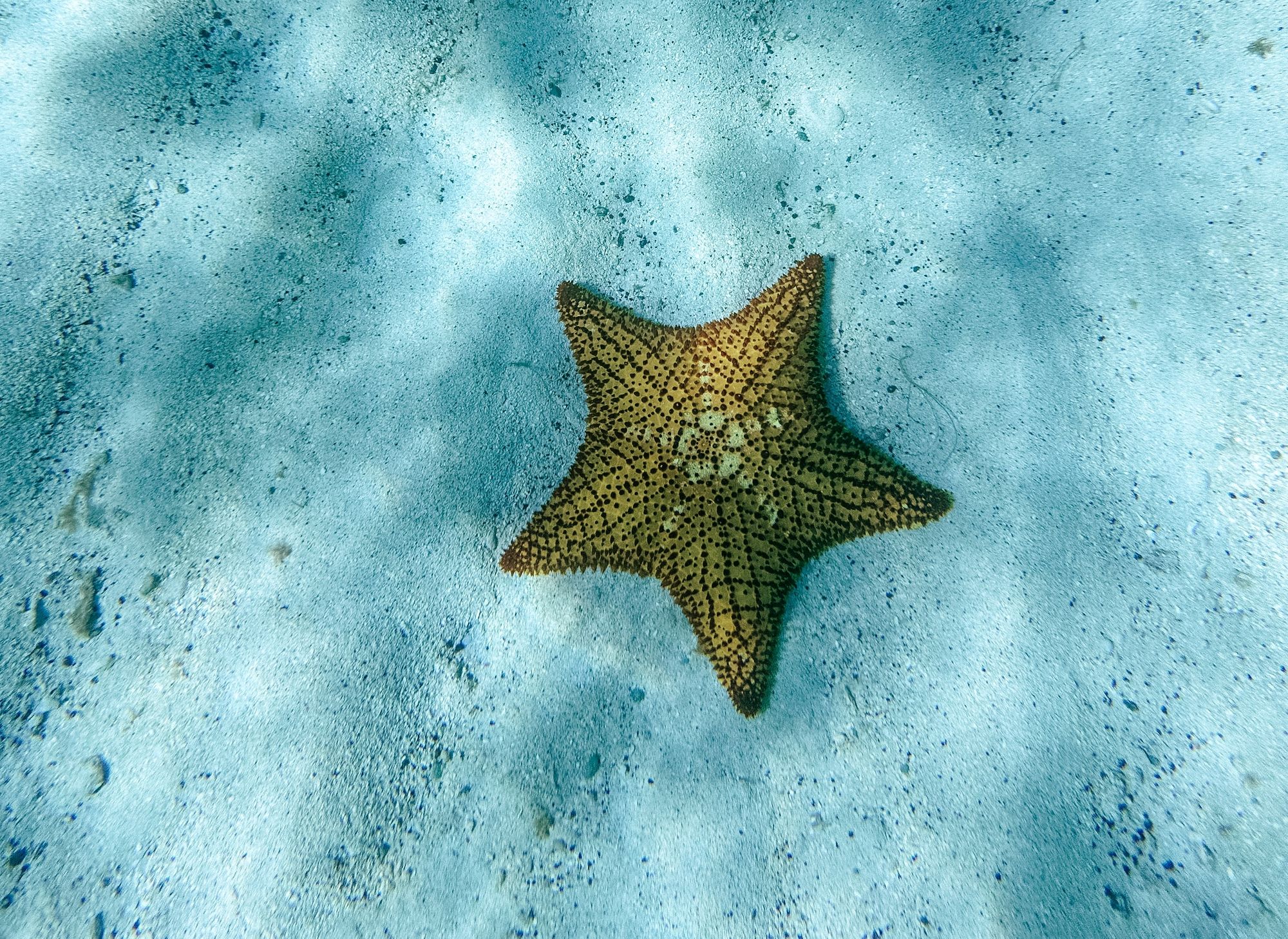 Underwater-Starfish-Caribbean