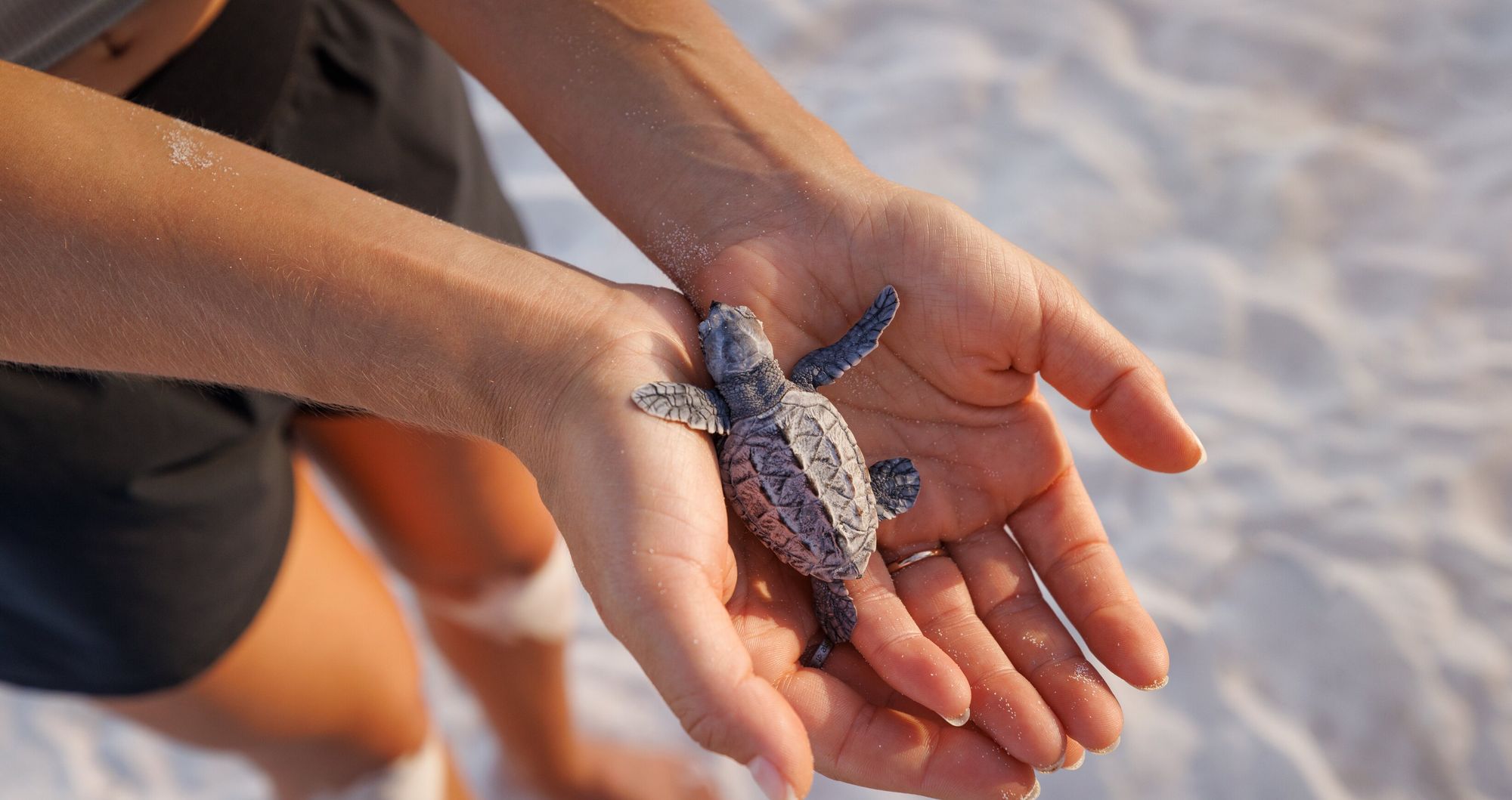 Web-Version-SBD-Beach-BabySeaTurtle