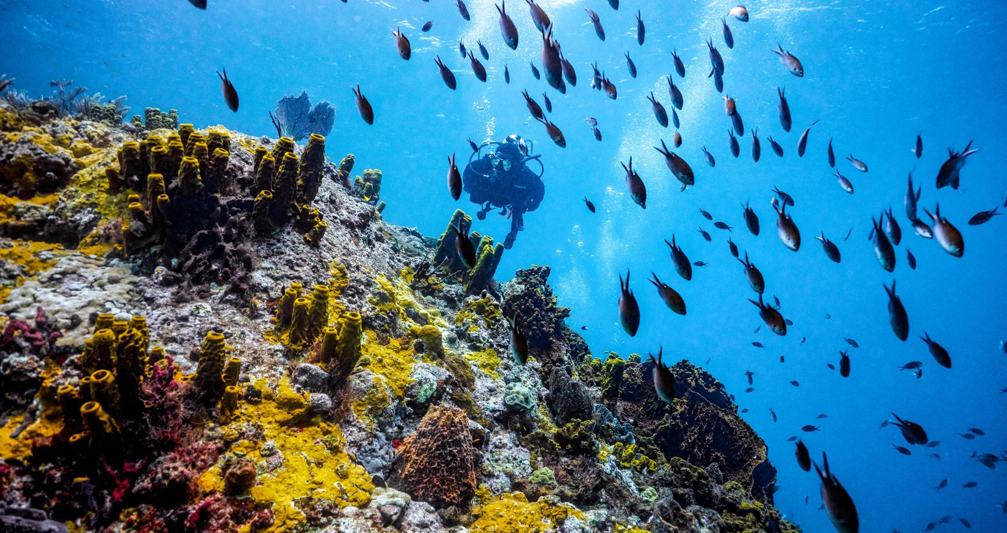 Web-Version-Saint-Lucia-Scuba-PADI-Diver-Over-Corals-98