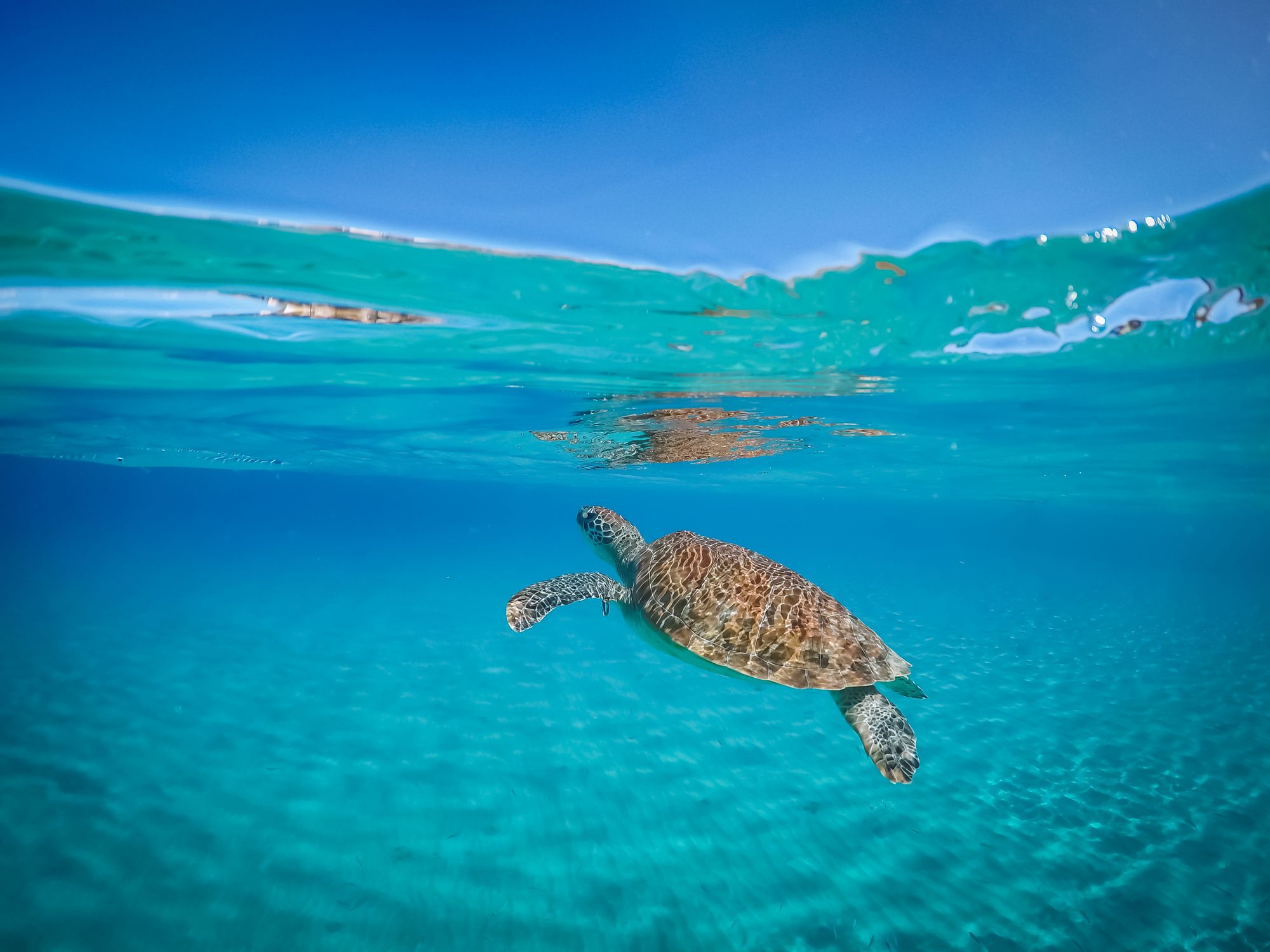 shutterstock_1212593680