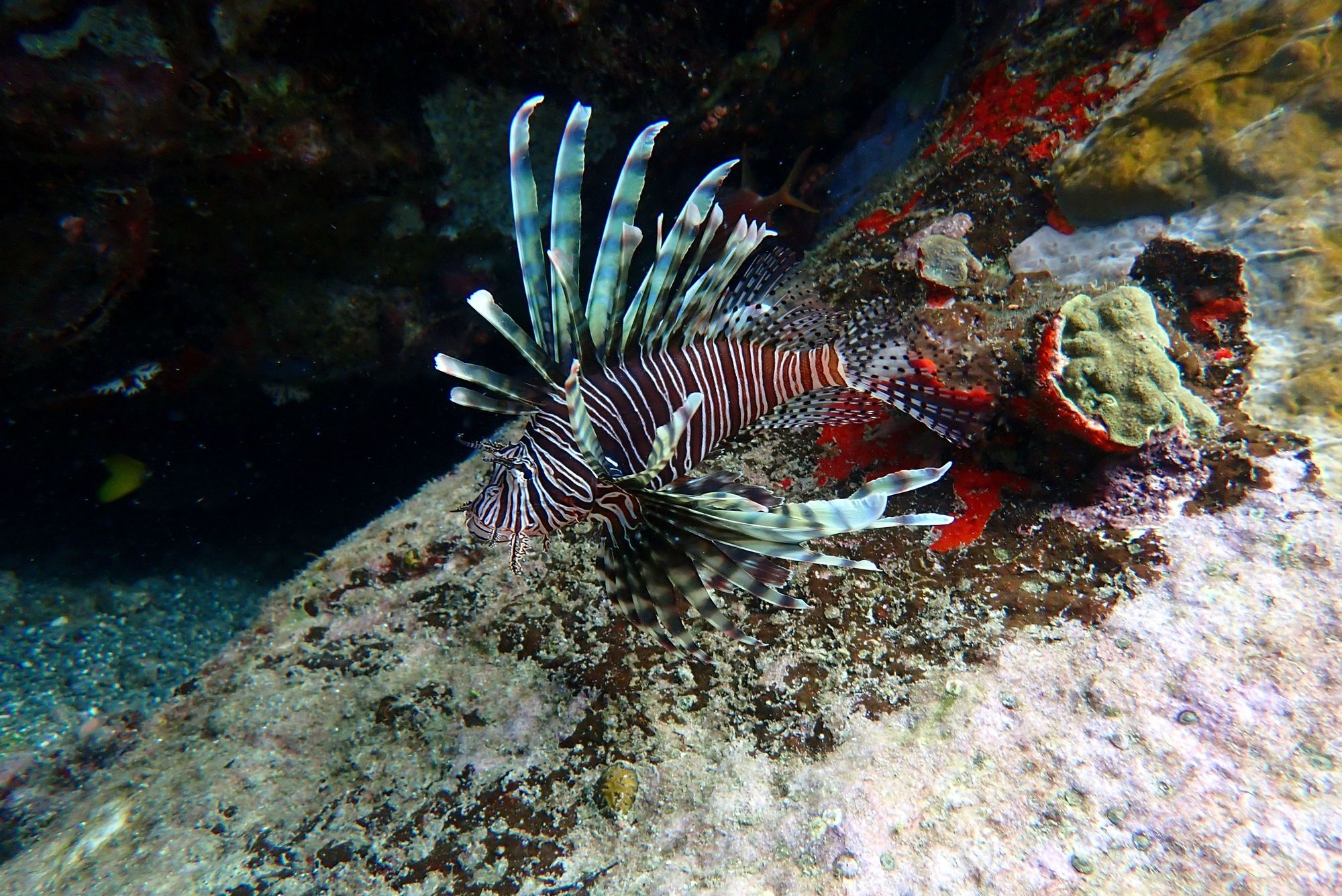 sugar-beach-red-lionfish