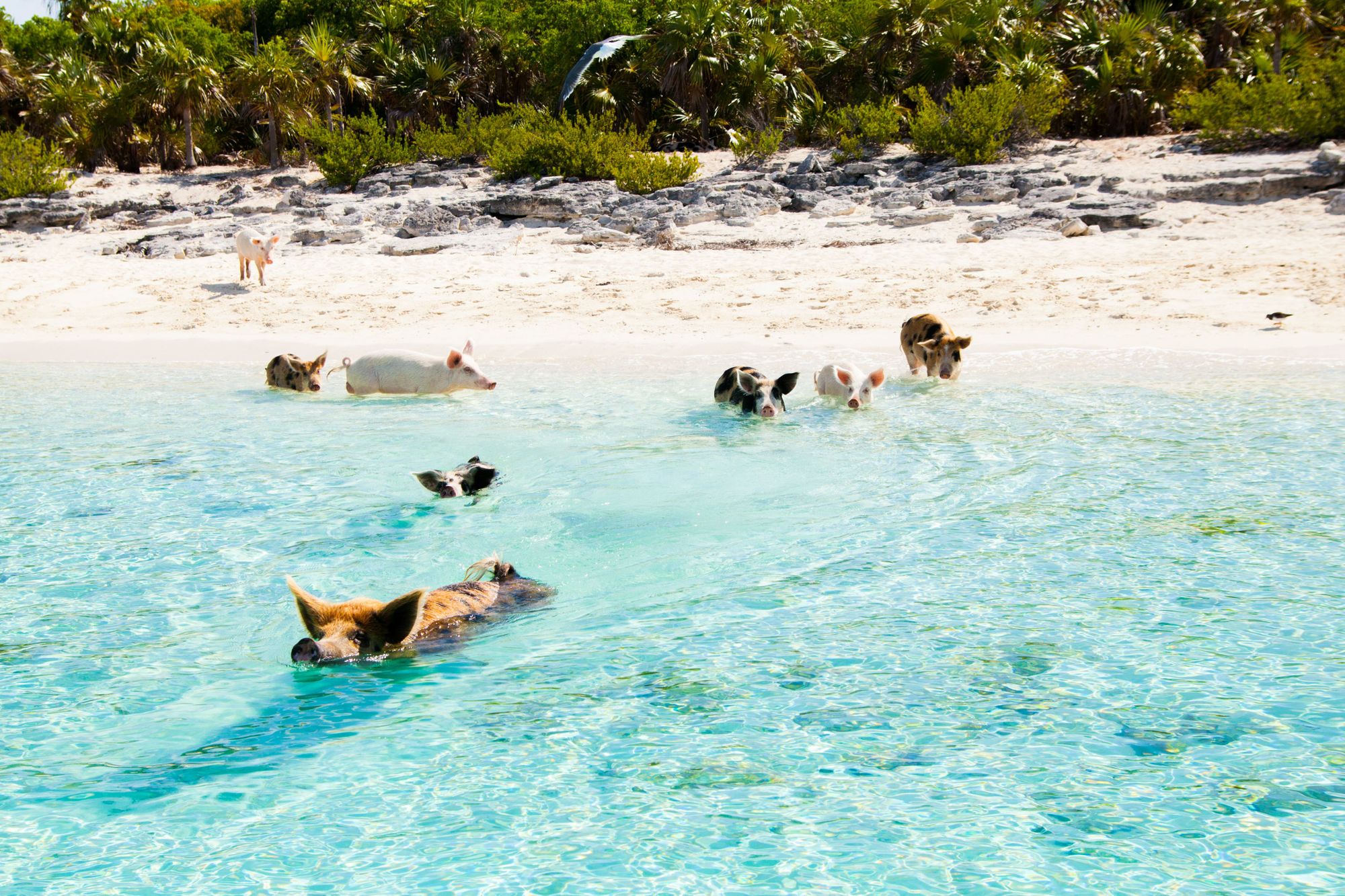 swimming-pigs-exuma